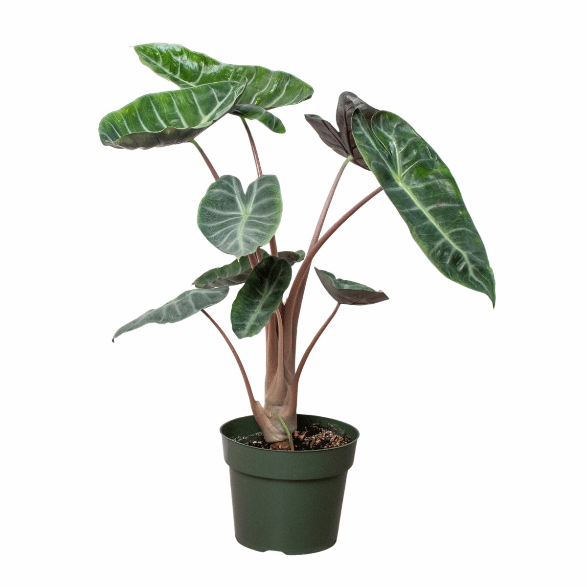 Alocasia Pink Dragon 6Pot