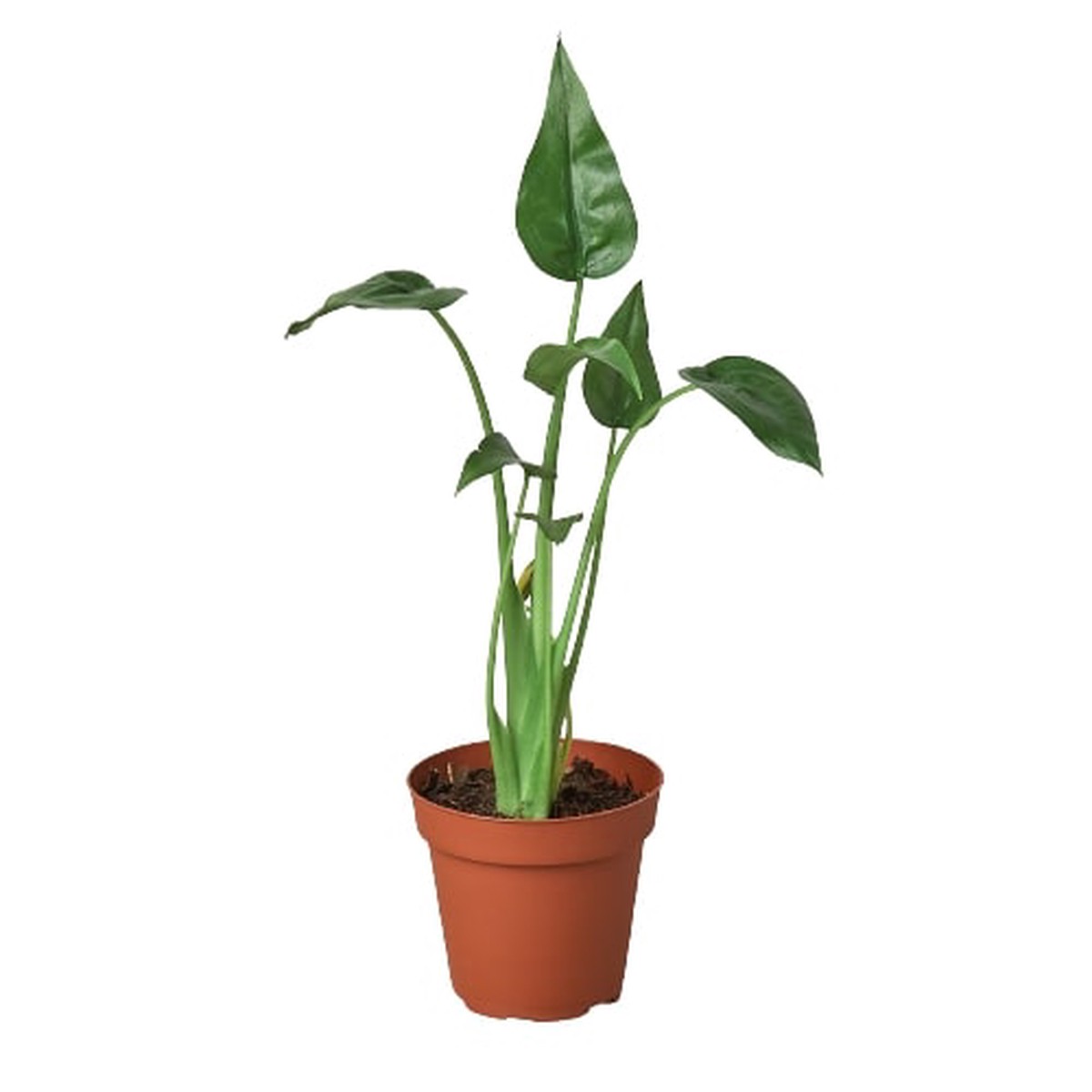 Alocasia Tiny Dancer - 4 Pot 4Pot