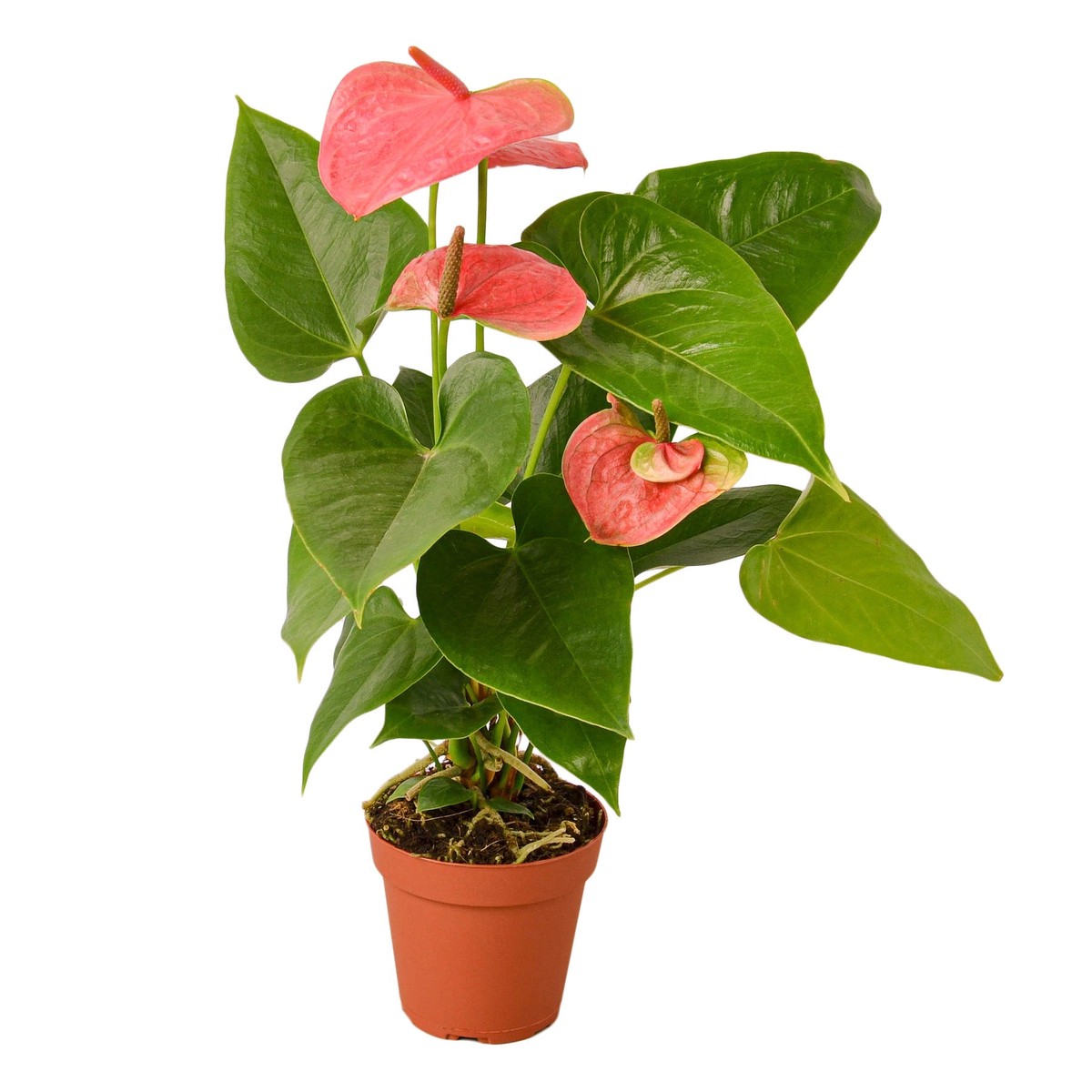 Anthurium Pink 4Pot