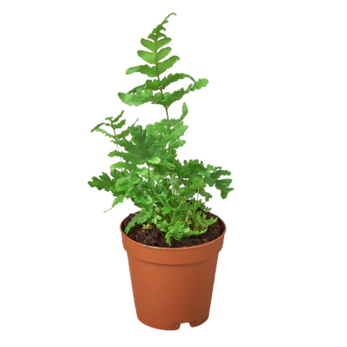 Autumn Fern 4Pot