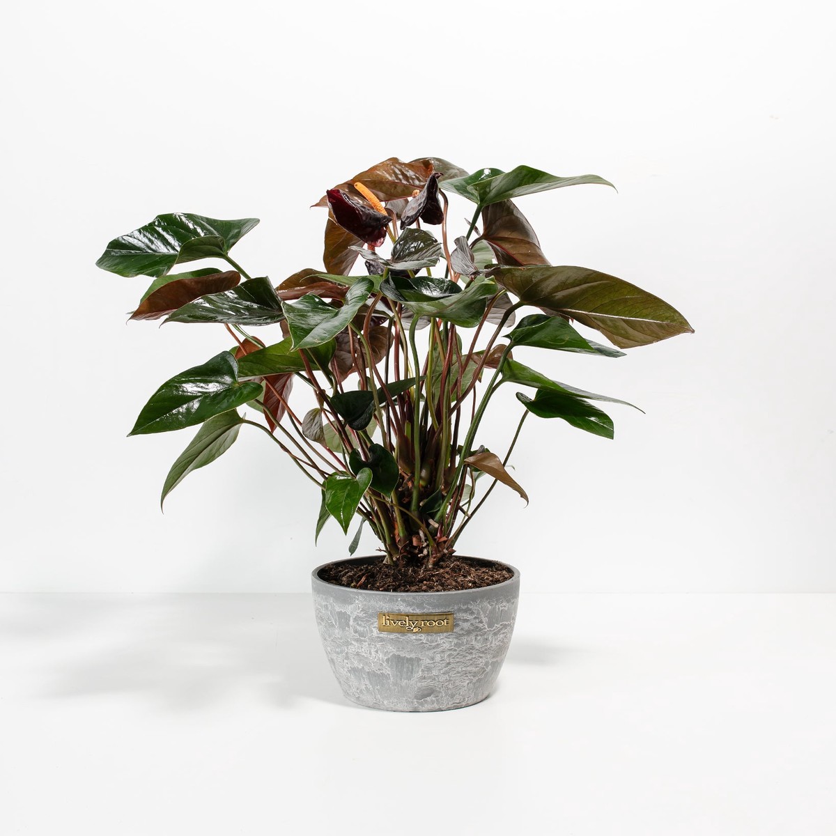 Black Anthurium (Flamingo Flower) MediumGrowerVaries