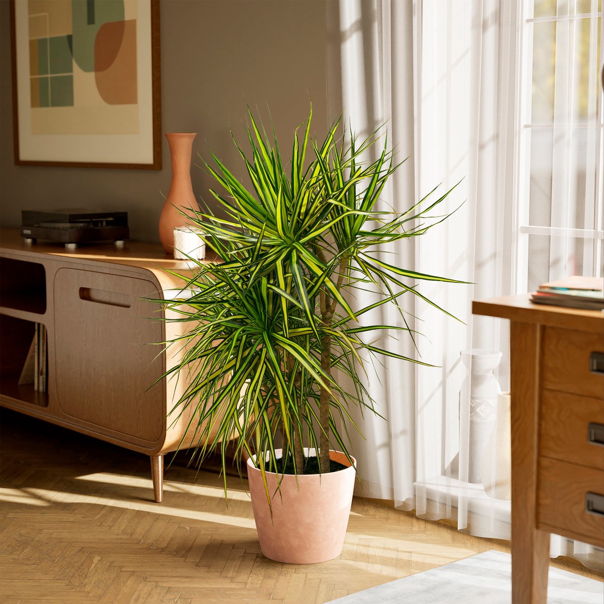 Dracaena Ray Of Sunshine ExtraLargeEcoPotChai