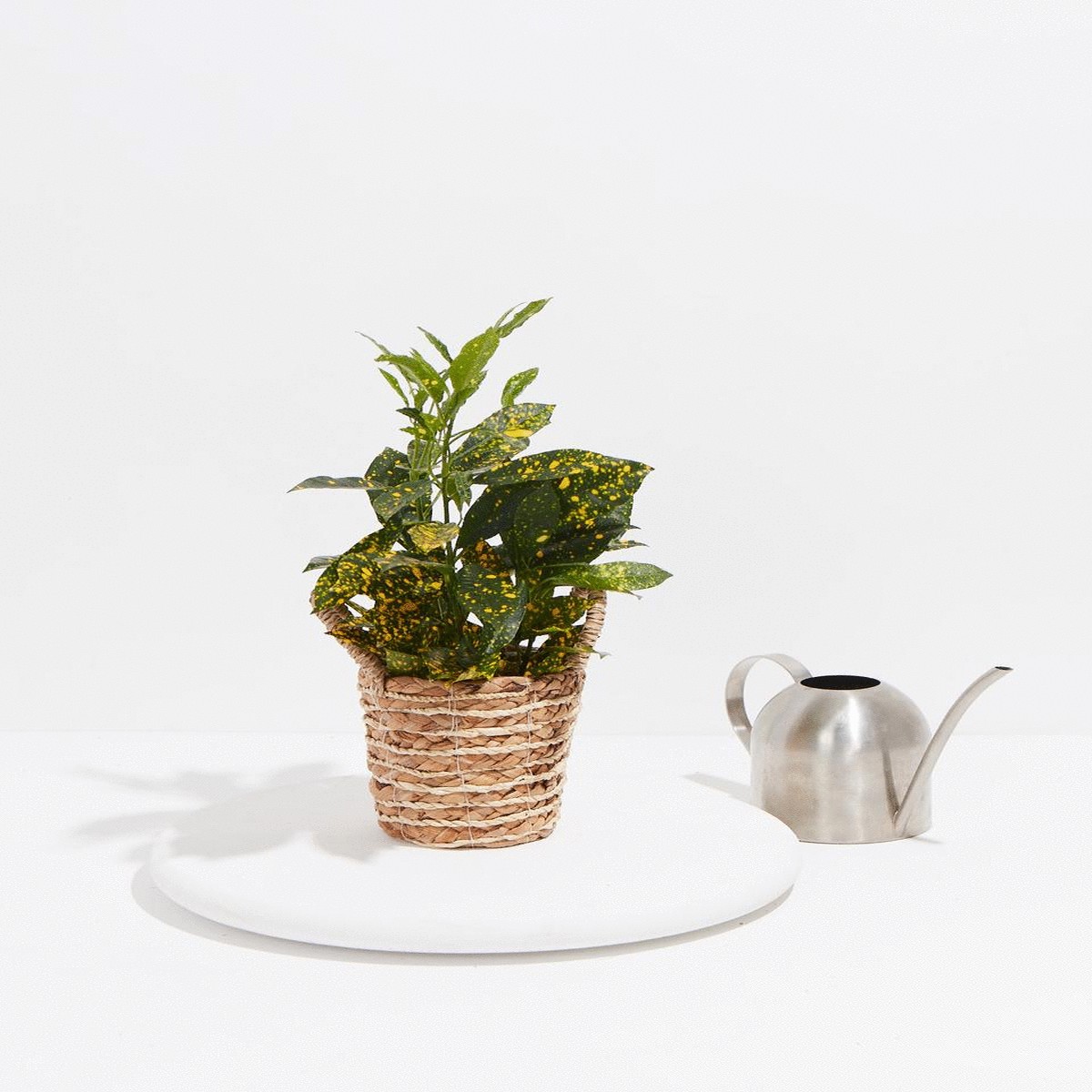 Gold Dust Croton SmallEcoPotMacadamia