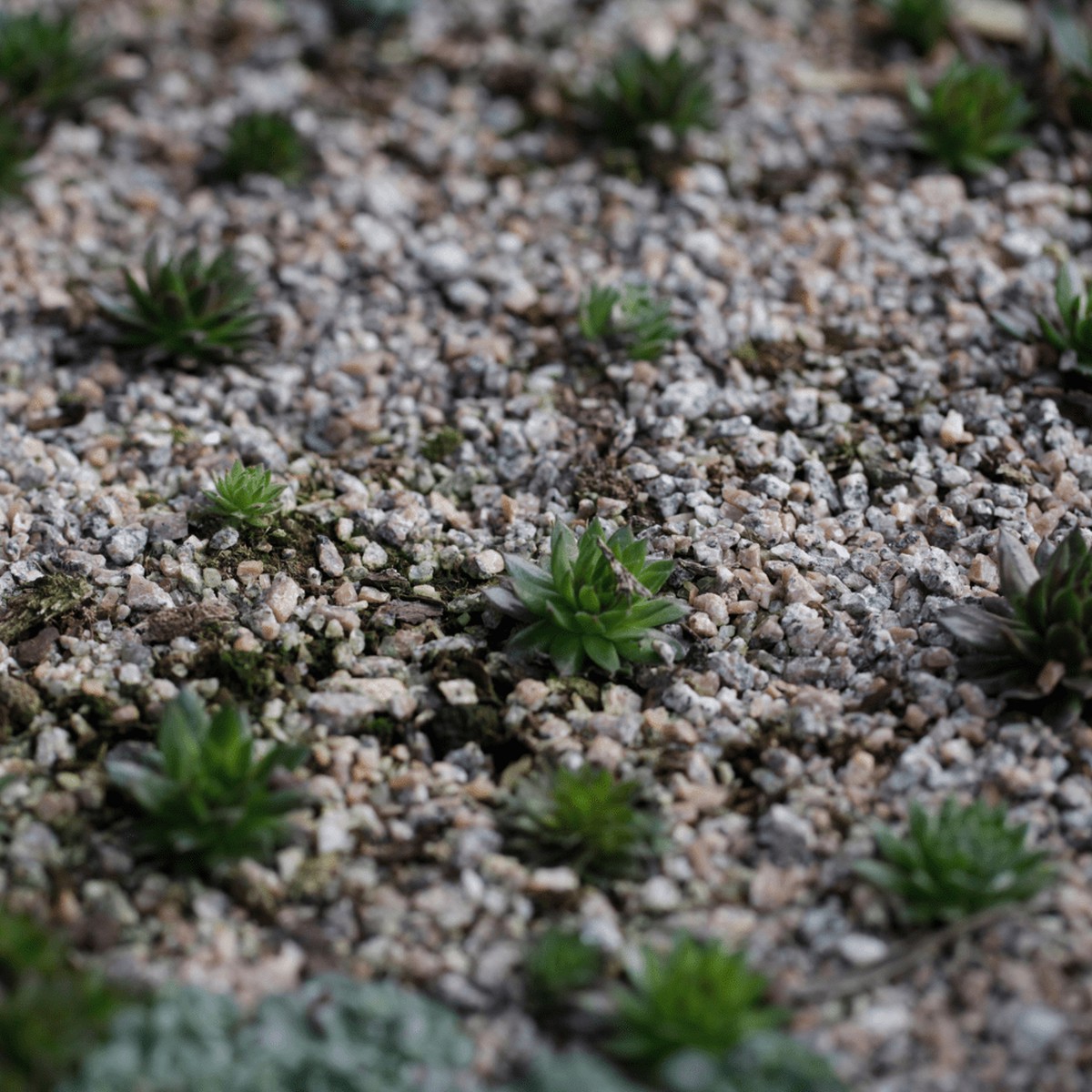 Horticultural Grit 10 KgHandyBags