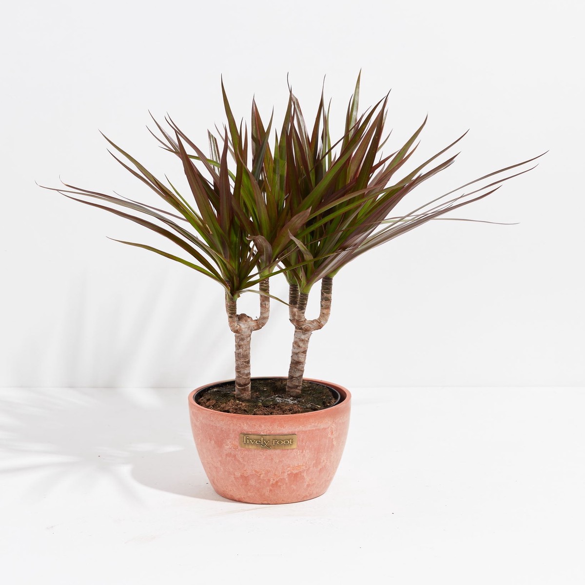 Magenta Cane Dragon Tree (Dracaena) ExtraLargeEcoPotEarlGrey