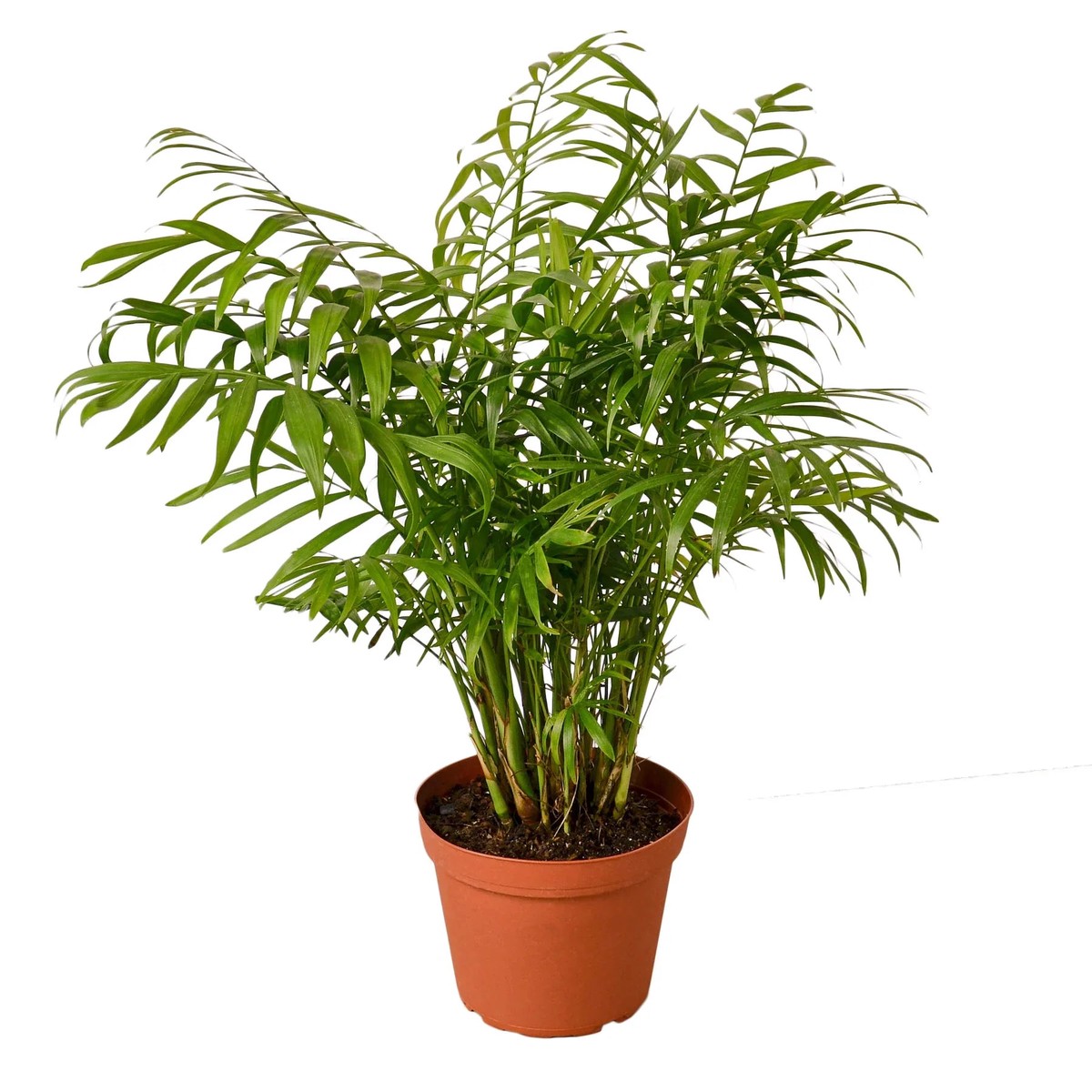 Parlor Palm 10PotNurseryPot