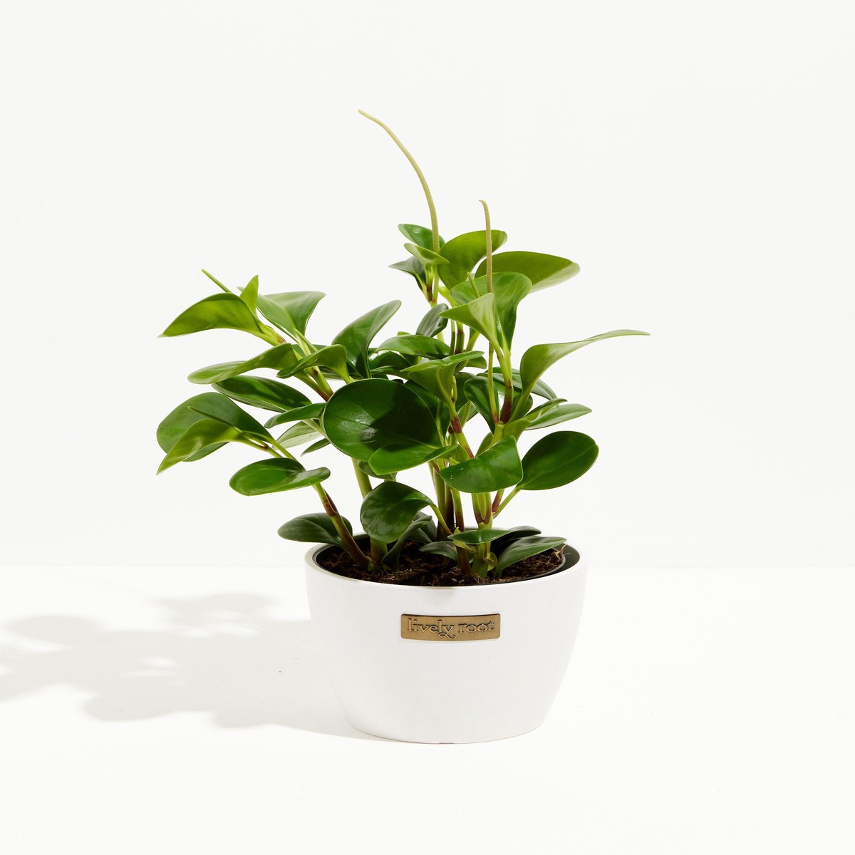 Peperomia Obtusifolia (Baby Rubber Plant) MediumGrowerVaries