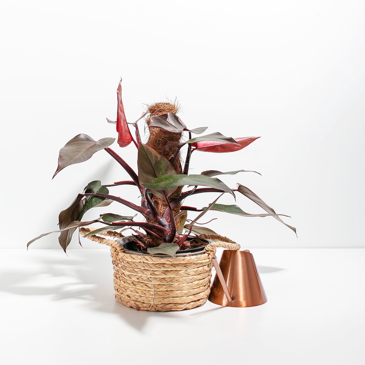Philodendron Pink Princess With Totem MediumEcoPotCoconut