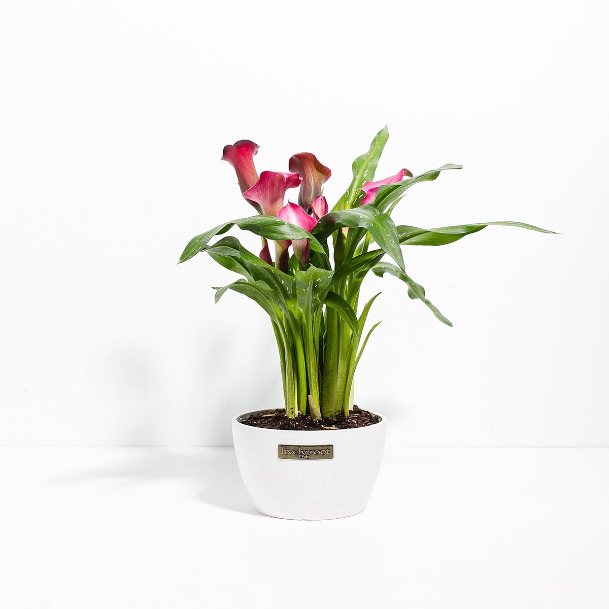 Pink Calla Lily MediumCustomPotFuchsia