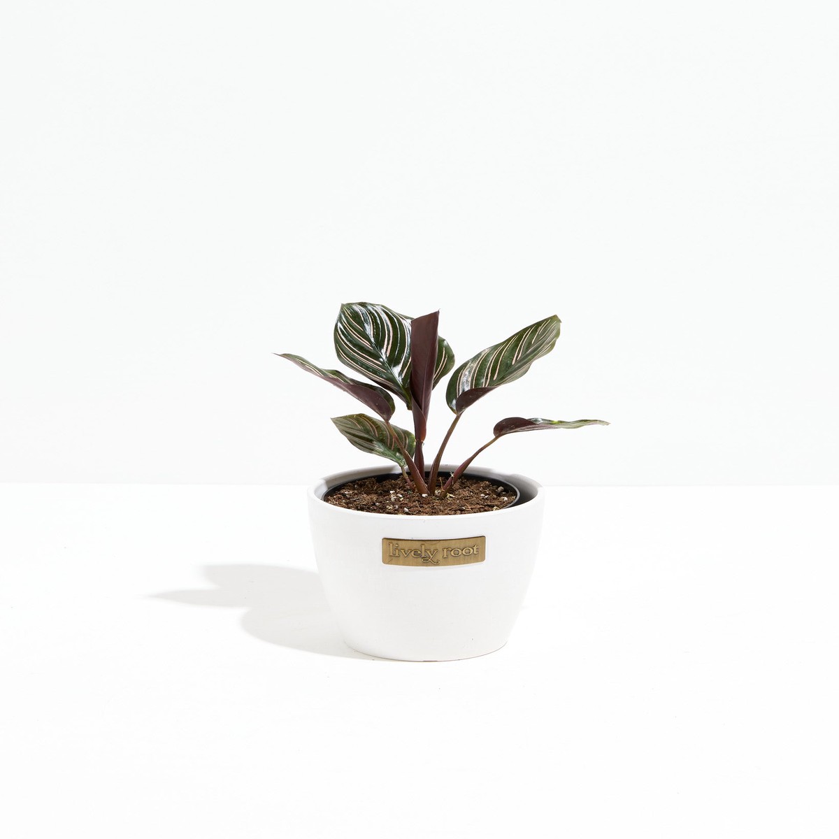 Pinstripe Calathea SmallEcoPotCoconut