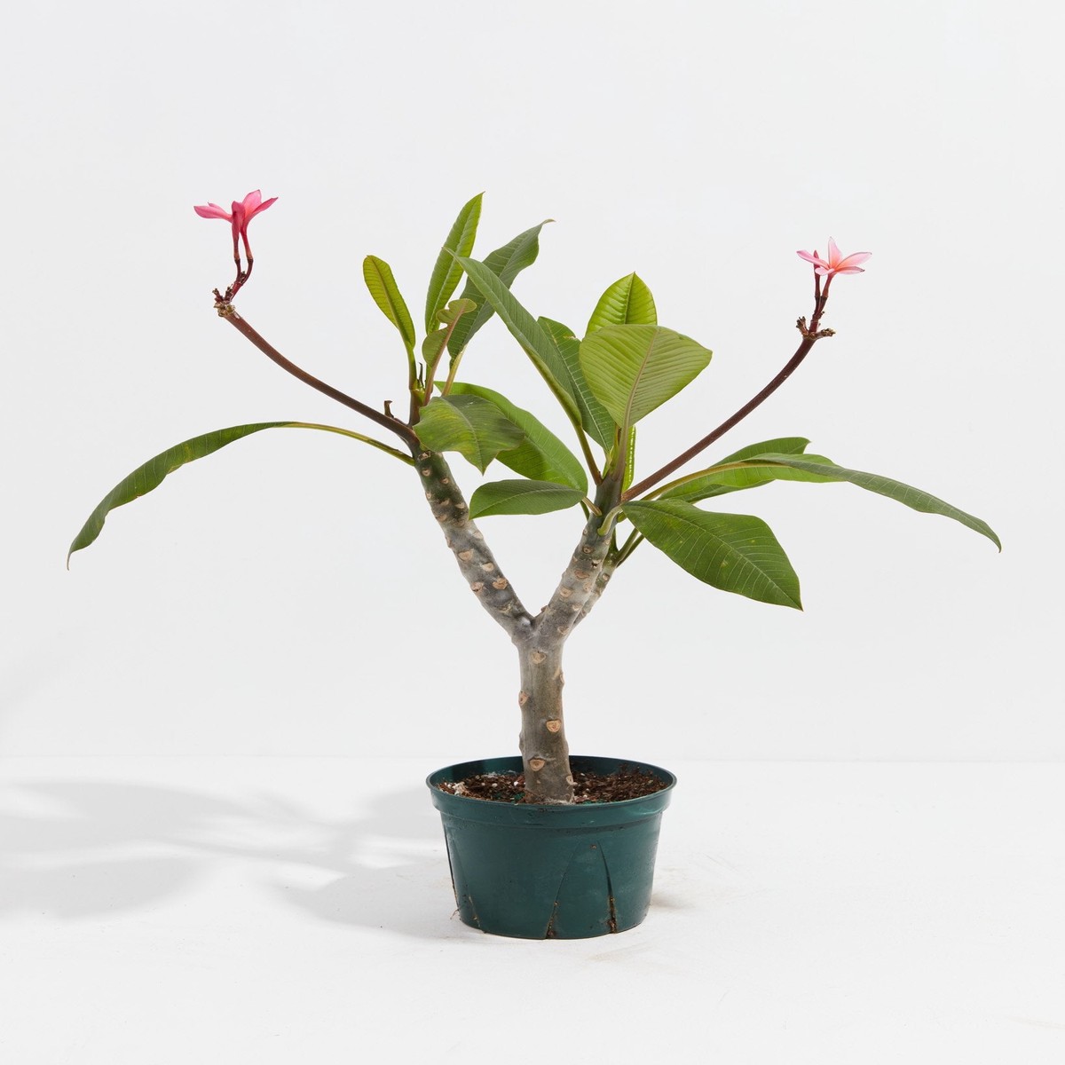Plumeria Tree ExtraLargeEcoPotMacadamia
