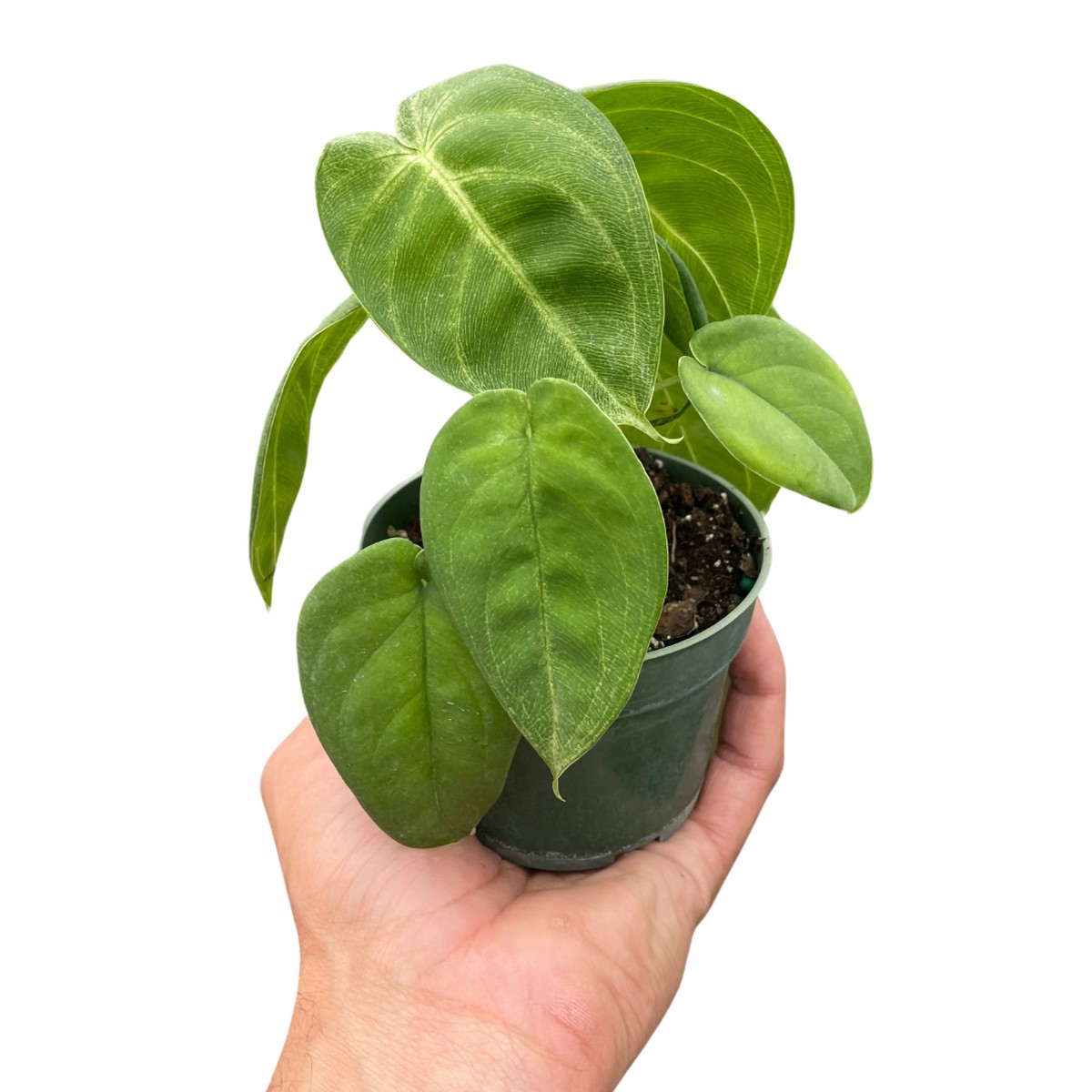 Syngonium Ice Frost 6Pot