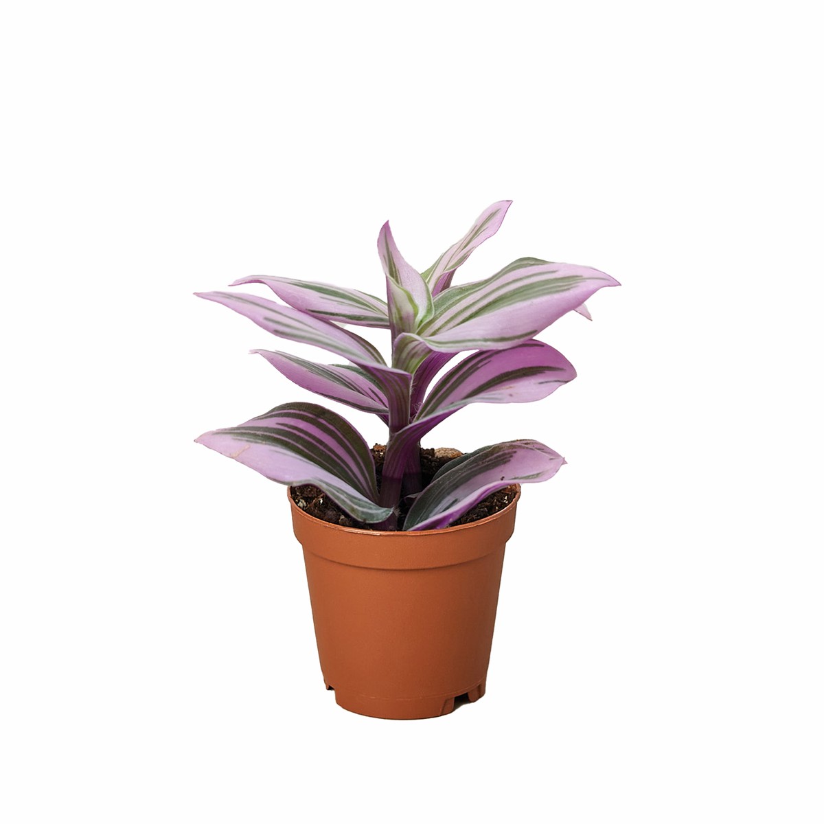 Tradescantia Nanouk 2Pot