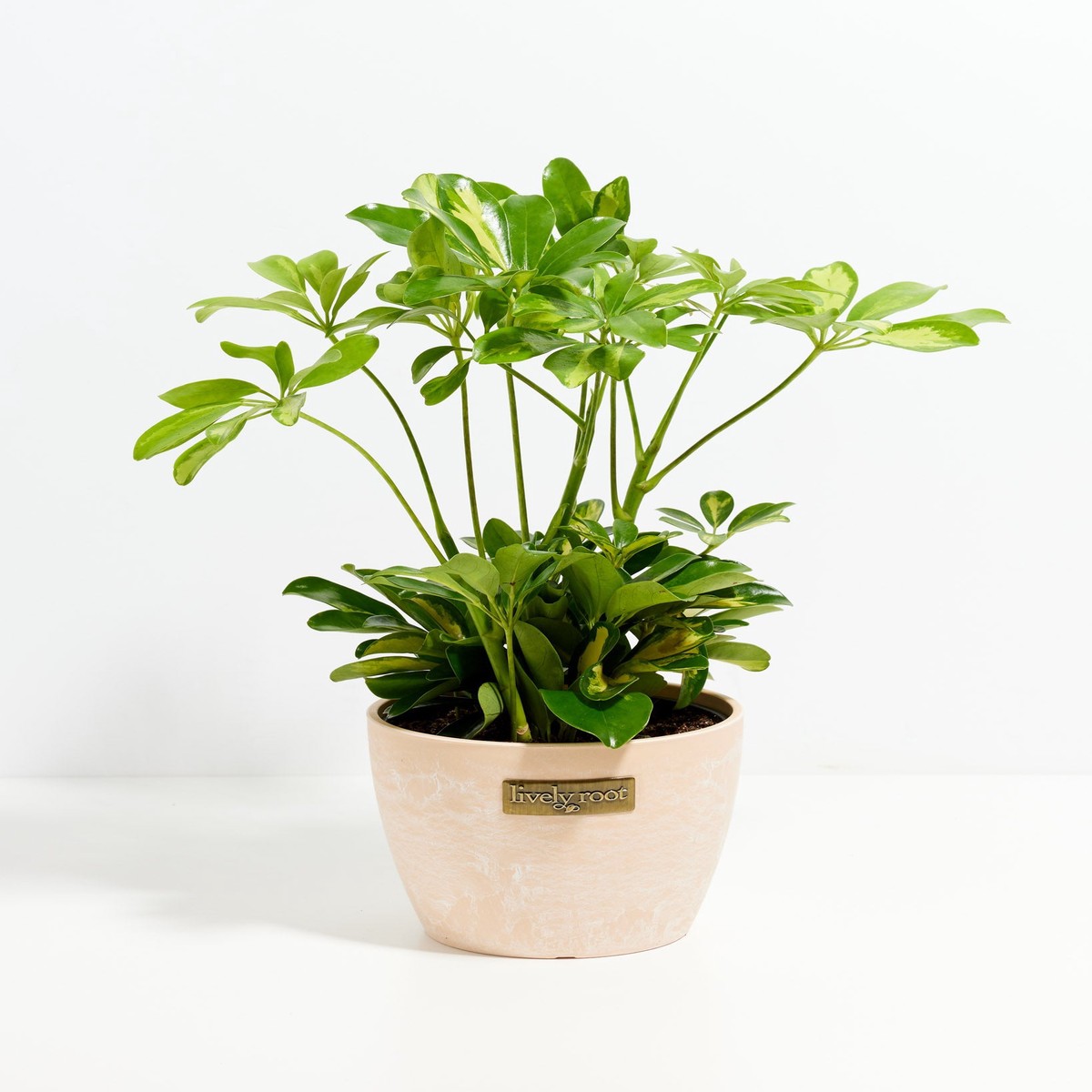 Umbrella Plant (Schefflera Gold Capella) MediumBasketsLight
