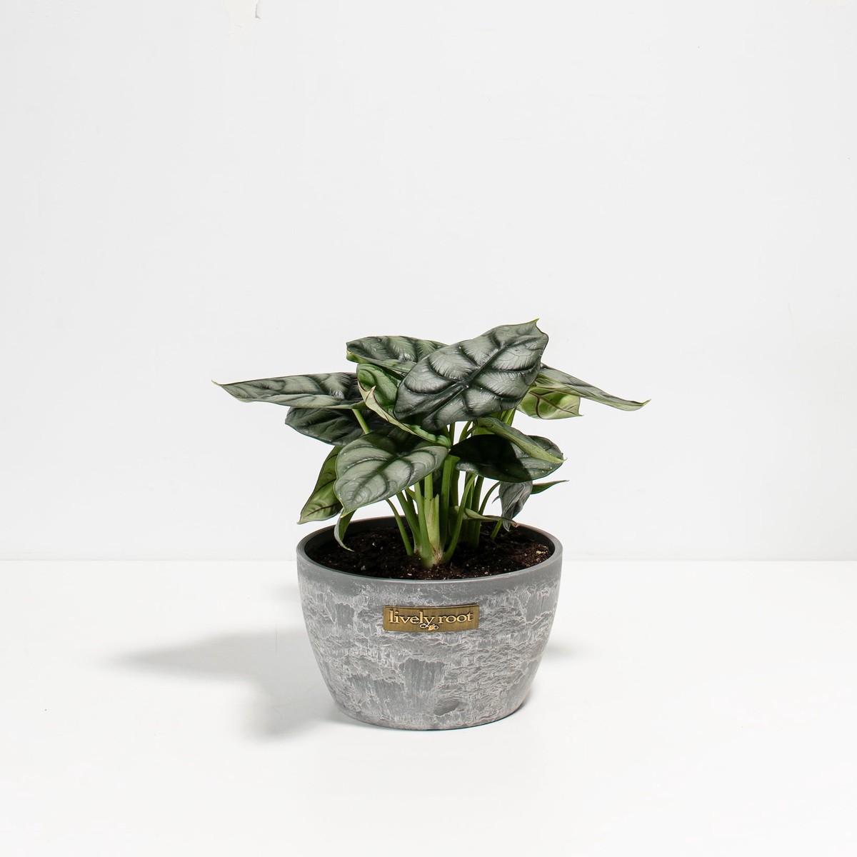 Alocasia Silver Dragon MediumEcoPotMacadamia