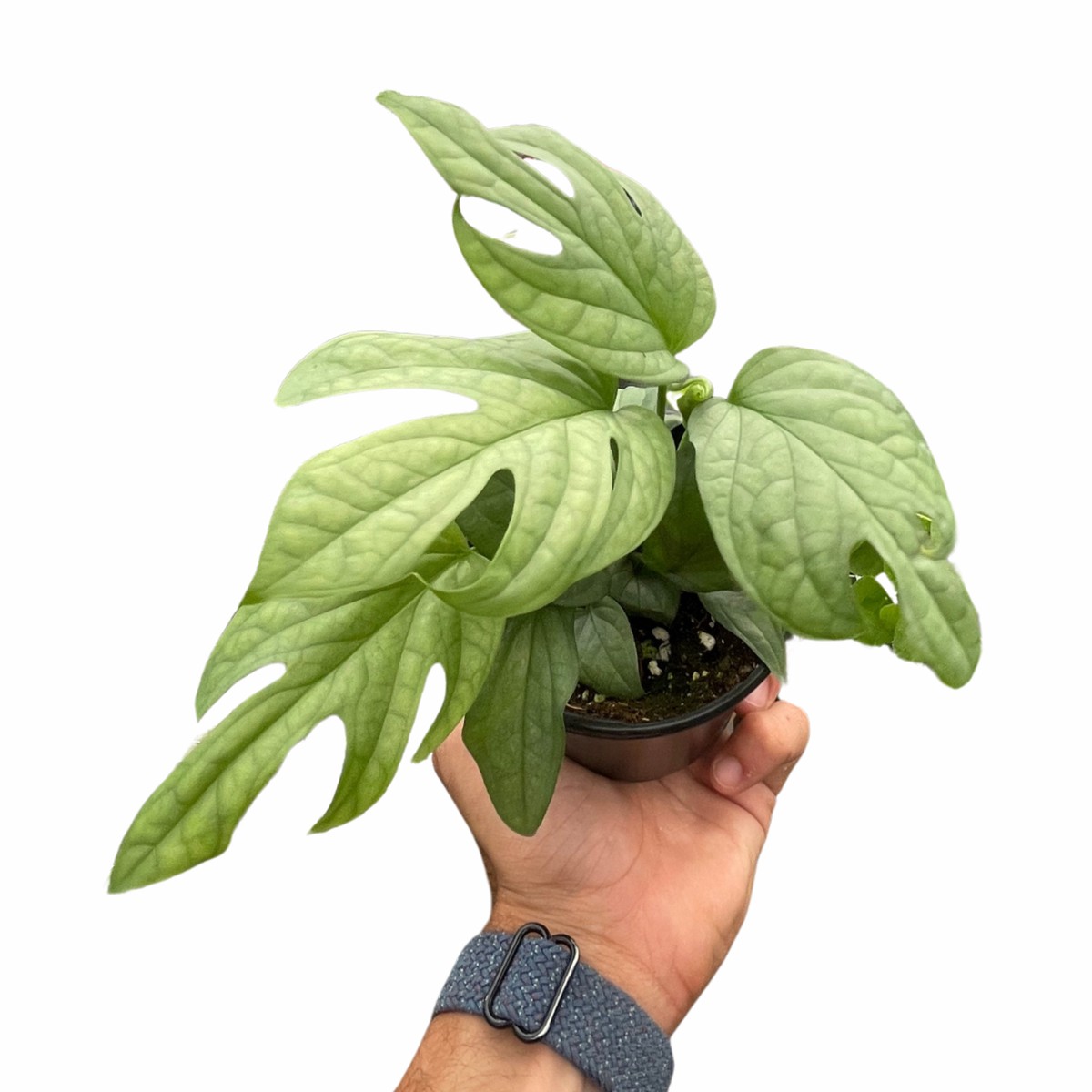 Amydrium Silver - 6 6Pot