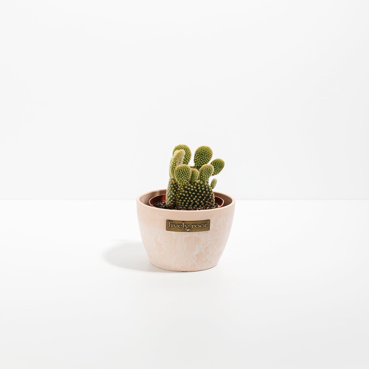 Bunny Ear Cactus SmallBasketsLight