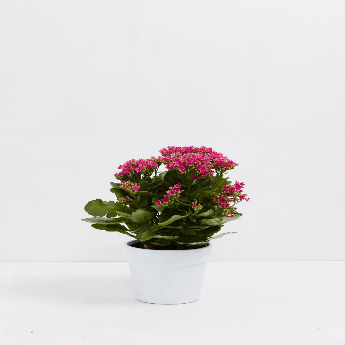 Calandiva Plant SmallGrowerVaries