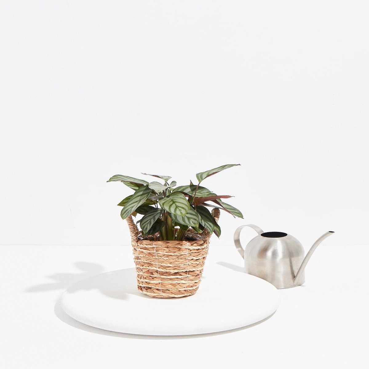 Calathea Setosa Compact Star SmallEcoPotEarlGrey