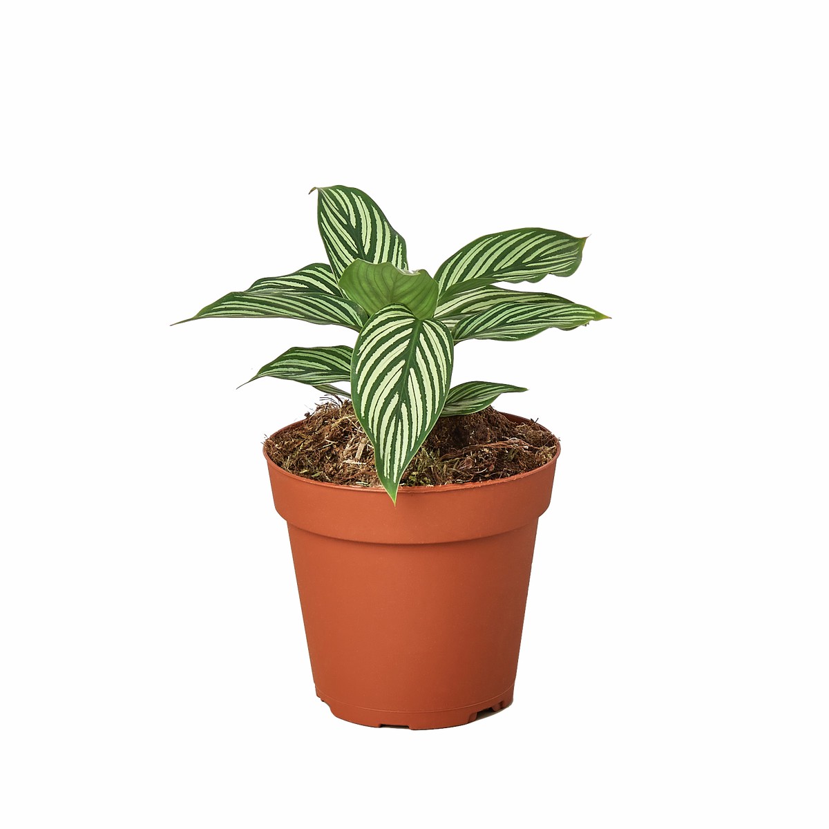 Calathea Vittata 6Pot