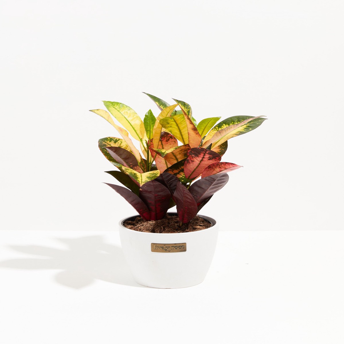 Croton Iceton MediumEcoPotChai
