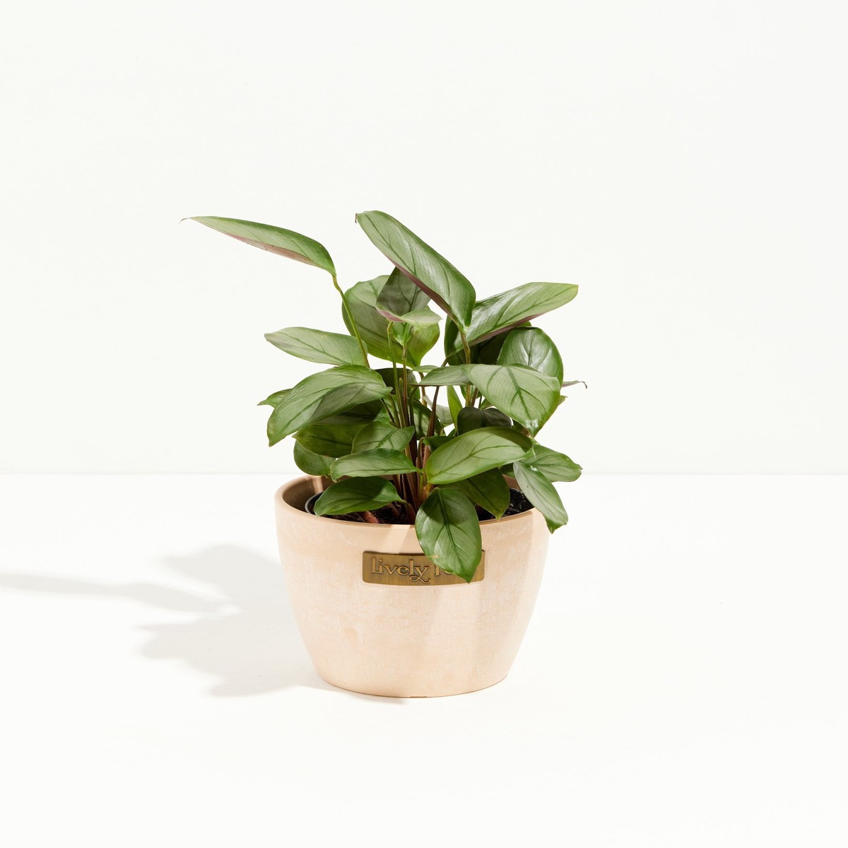 Ctenanthe Setosa Grey Star MediumEcoPotChai