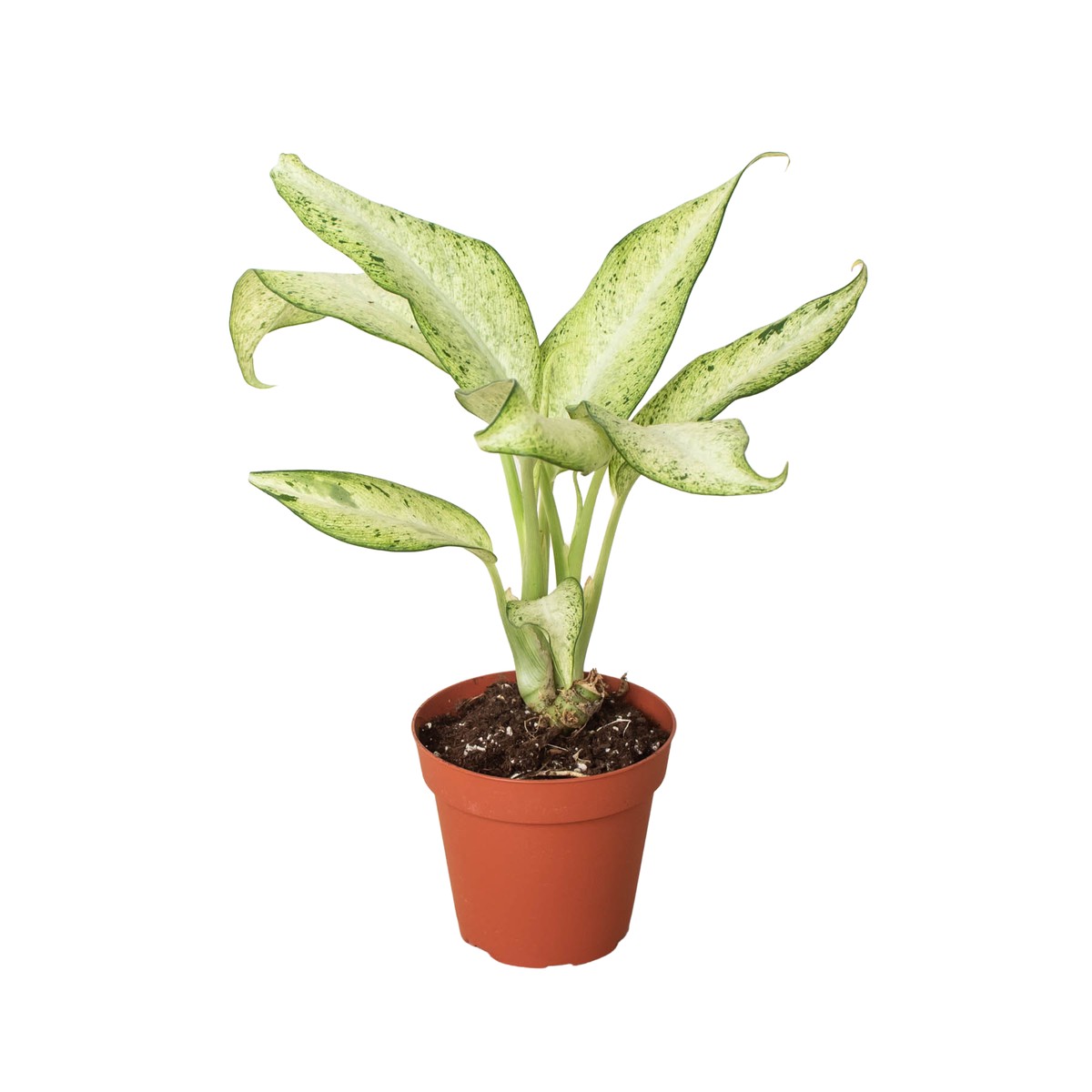 Dieffenbachia Camouflage 4Pot