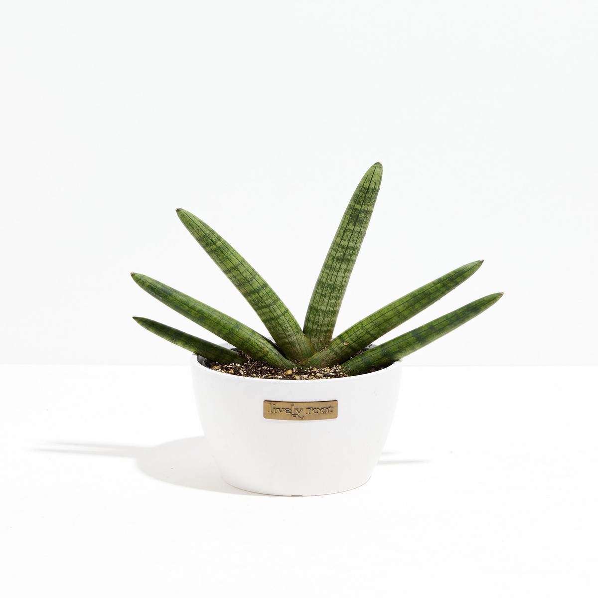 Dracaena Angolensis (Starfish Snake Plant) MediumBasketsLight