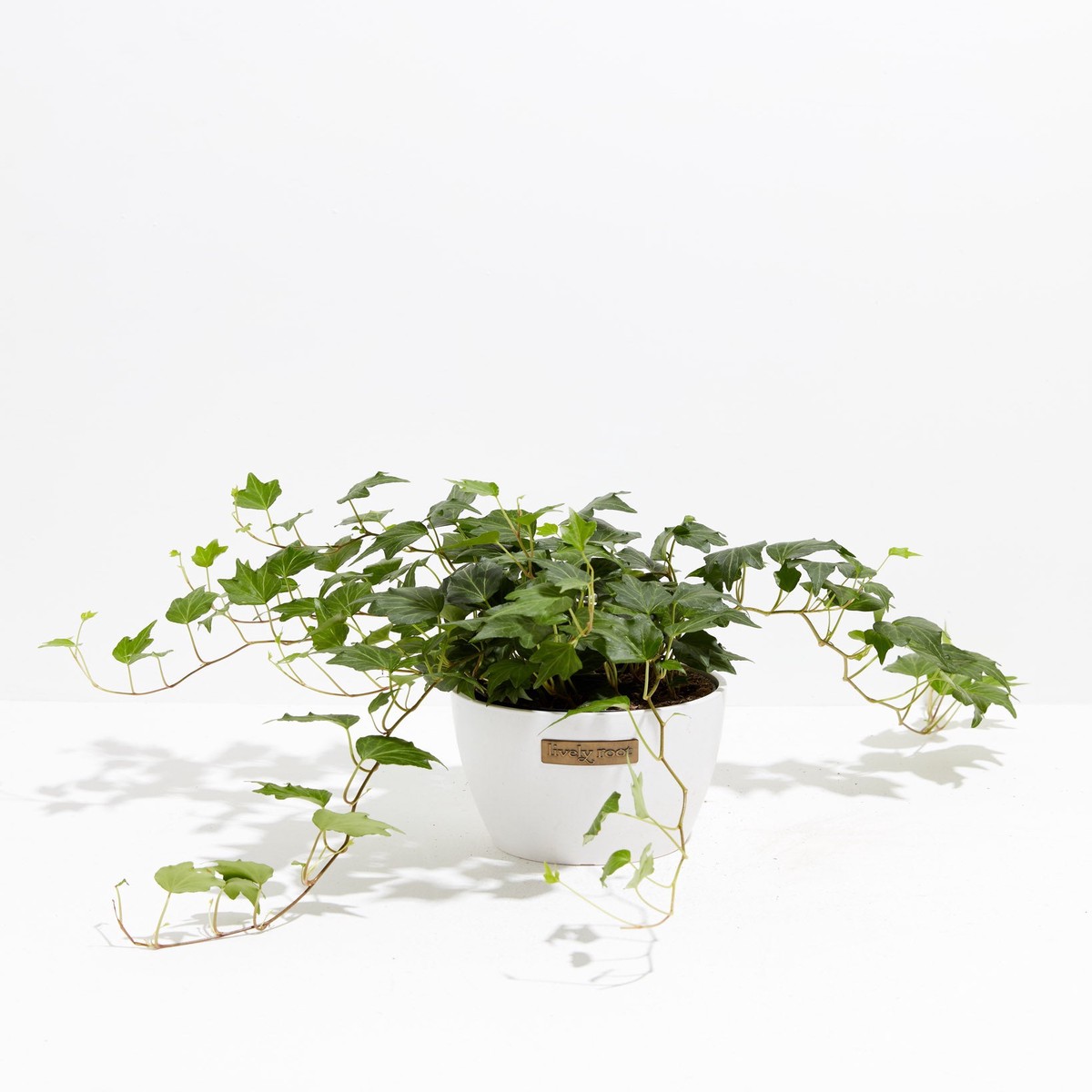 English Ivy Deep Green Ripple MediumEcoPotChai