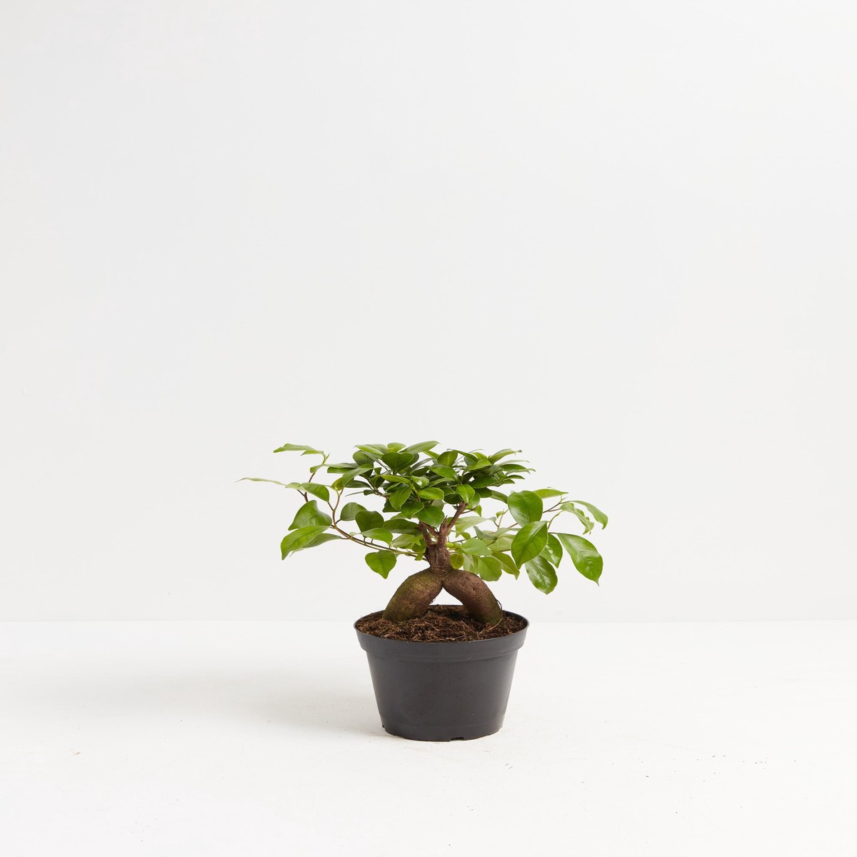 Ficus Ginseng MediumGrowerVaries