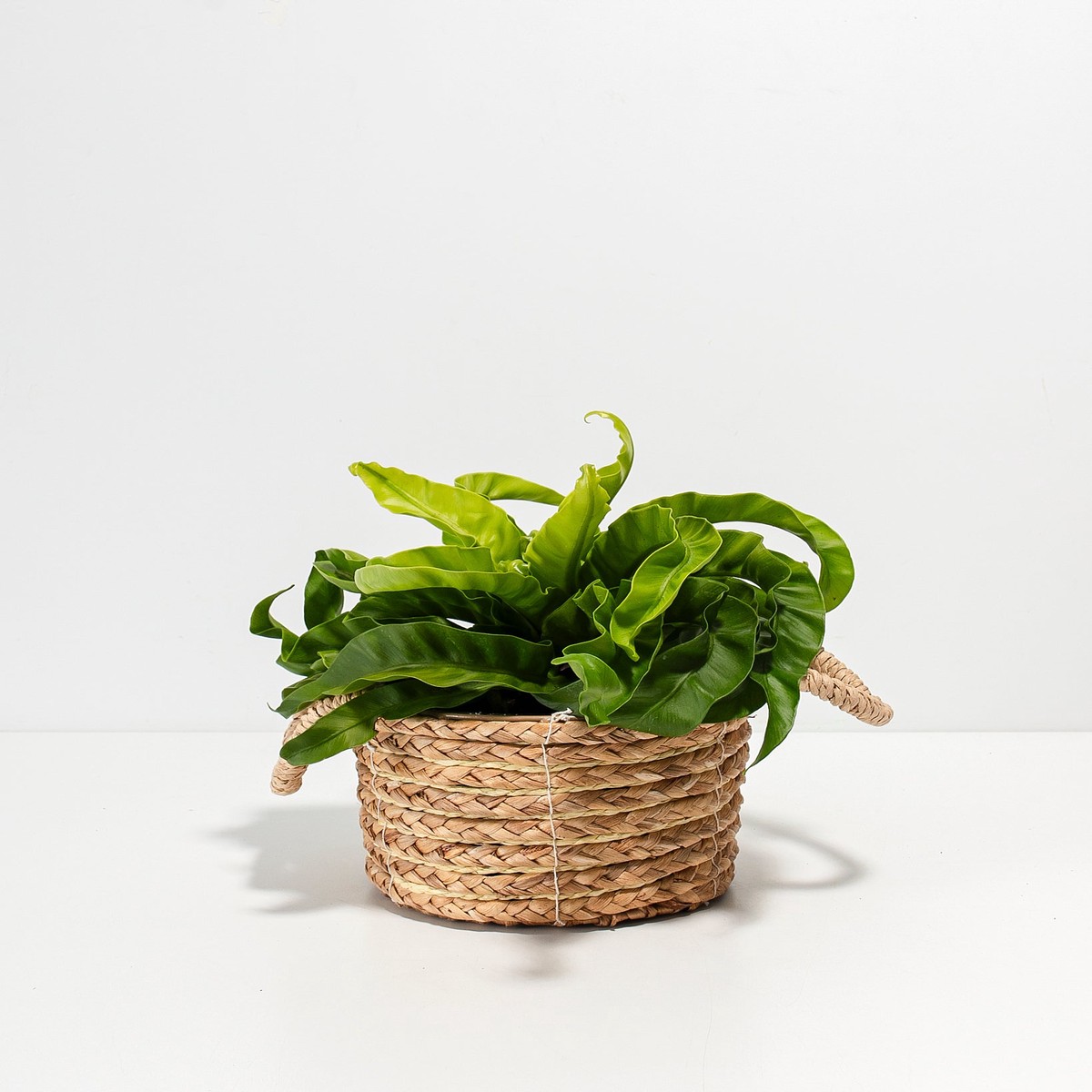 Hurricane Fern MediumEcoPotChai