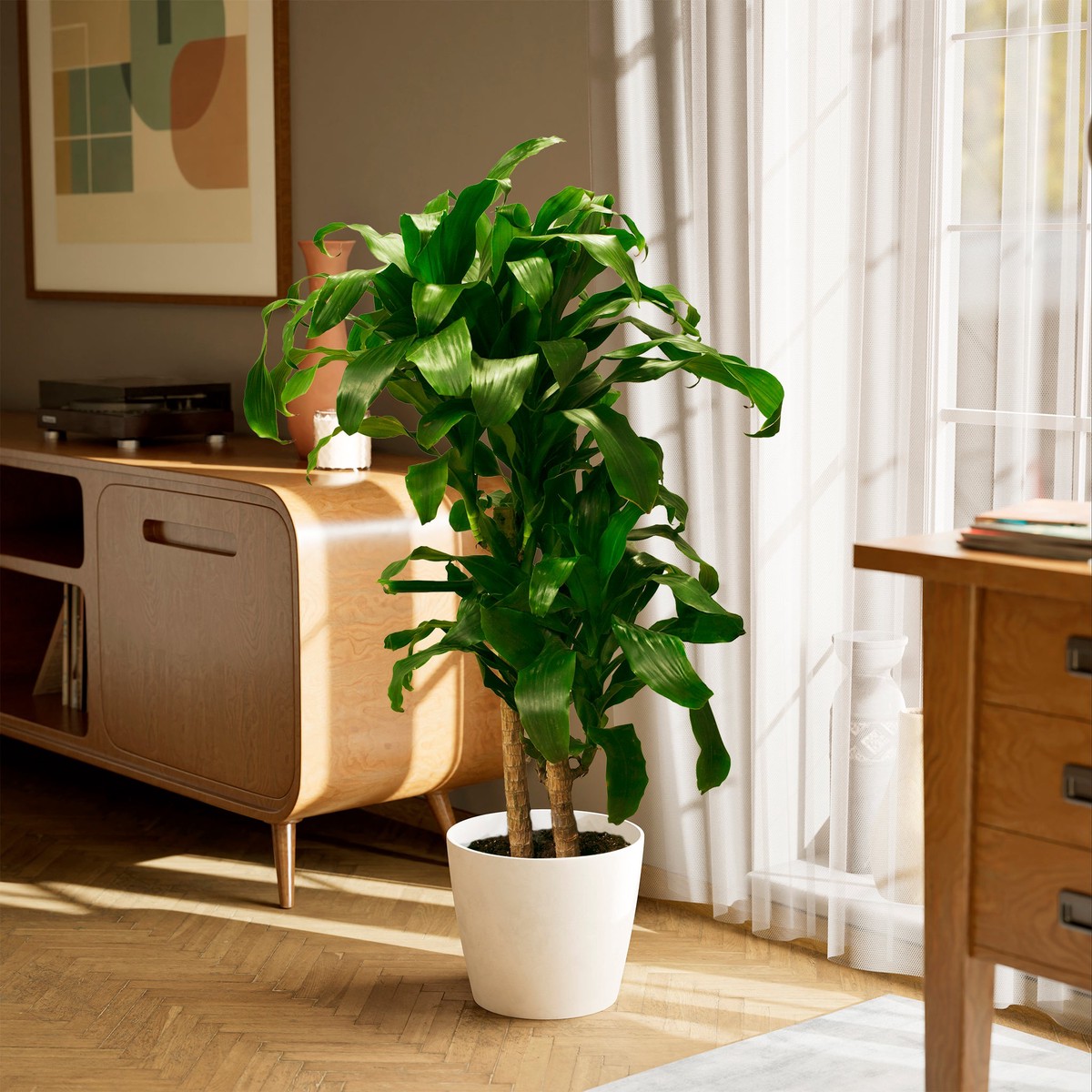 Janet Craig Dragon Plant (Dracaena) ExtraLargeEcoPotMacadamia