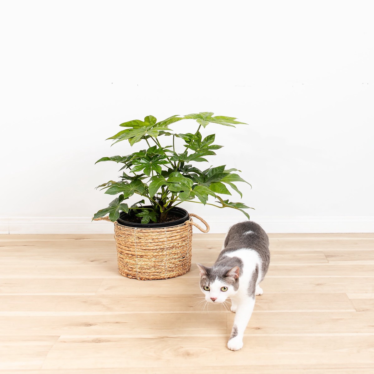 Japanese Aralia Fatsia Japonica MediumEcoPotMacadamia