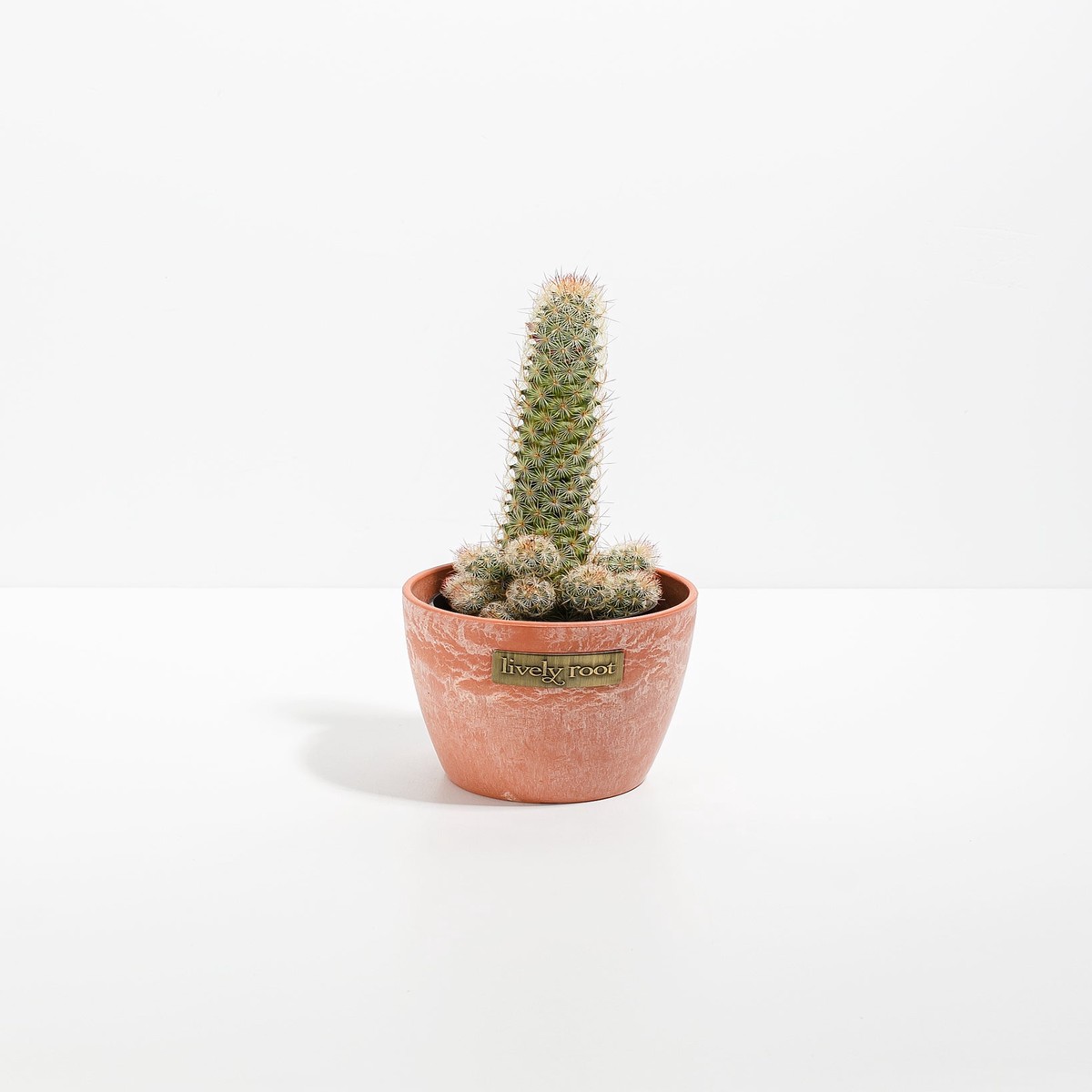 Lady Finger Cactus SmallEcoPotEarlGrey