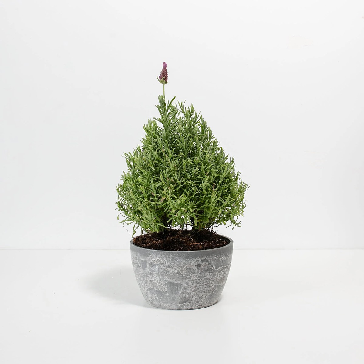 Lavender Topiary (Cone) MediumBasketsLight
