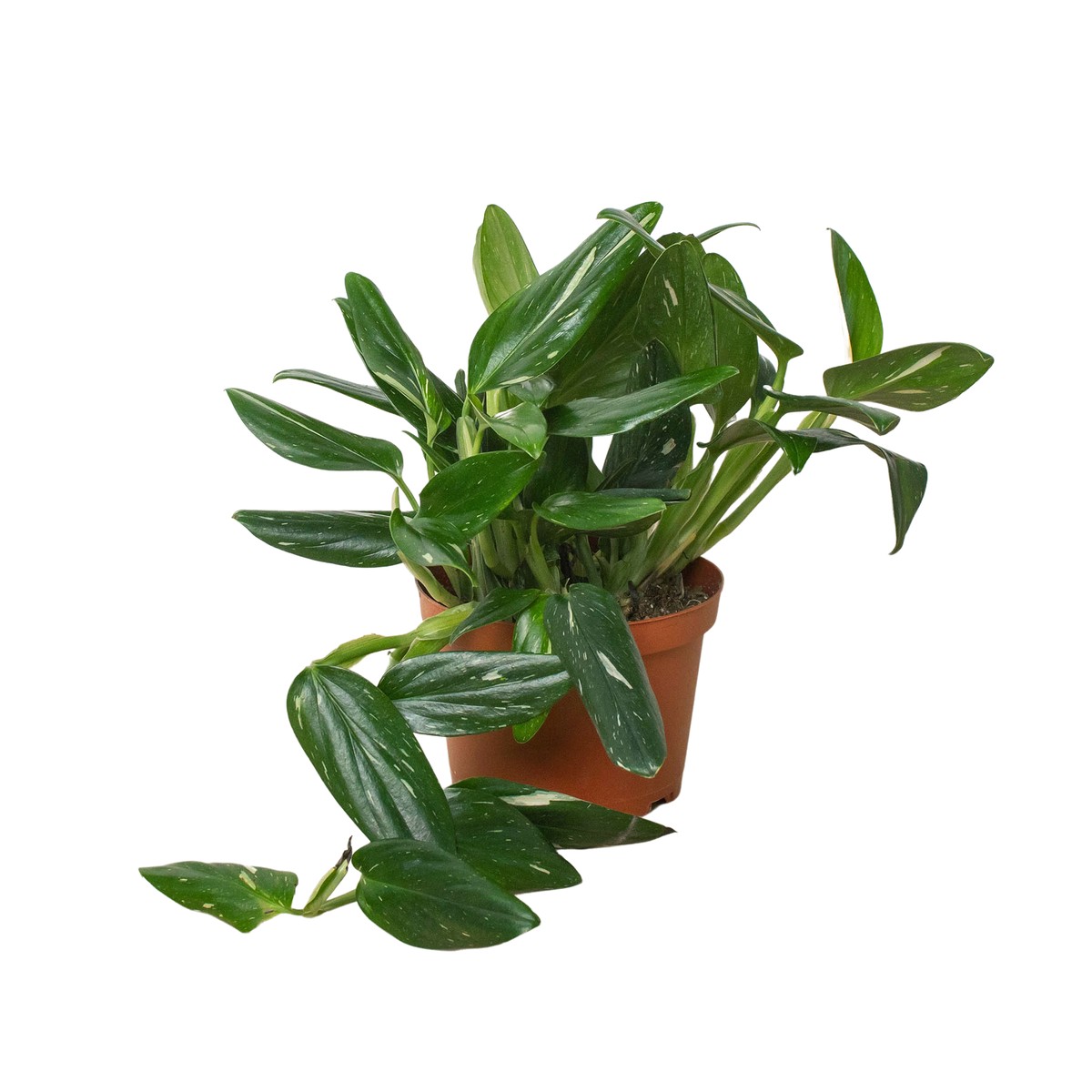 Monstera Standeleyana Albo Variegated 4Pot
