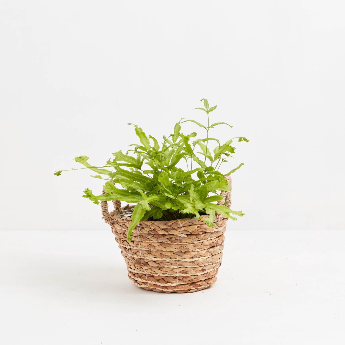 Moonlight Fern MediumEcoPotChai