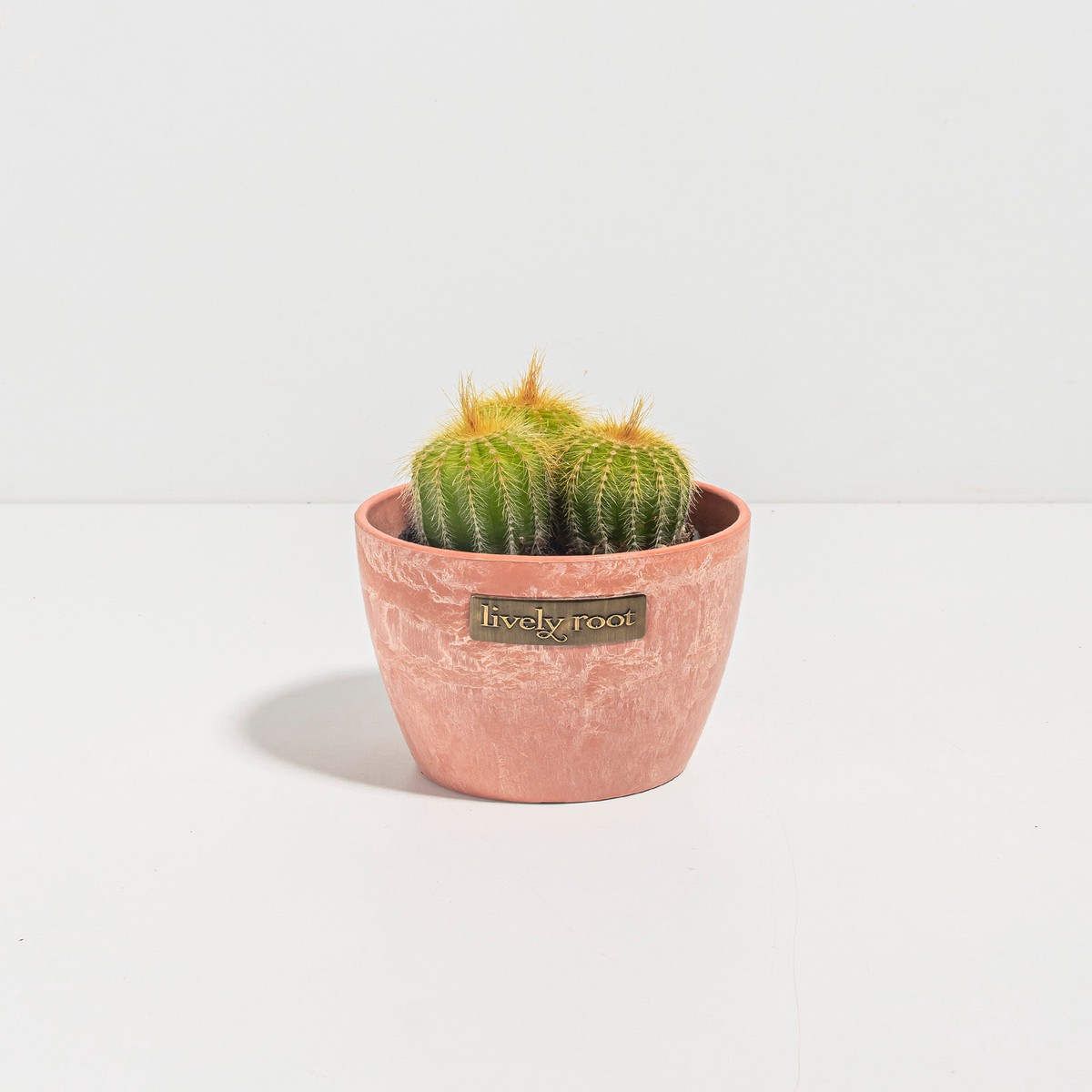 Parodia Cactus - Bunch SmallGrowerVaries