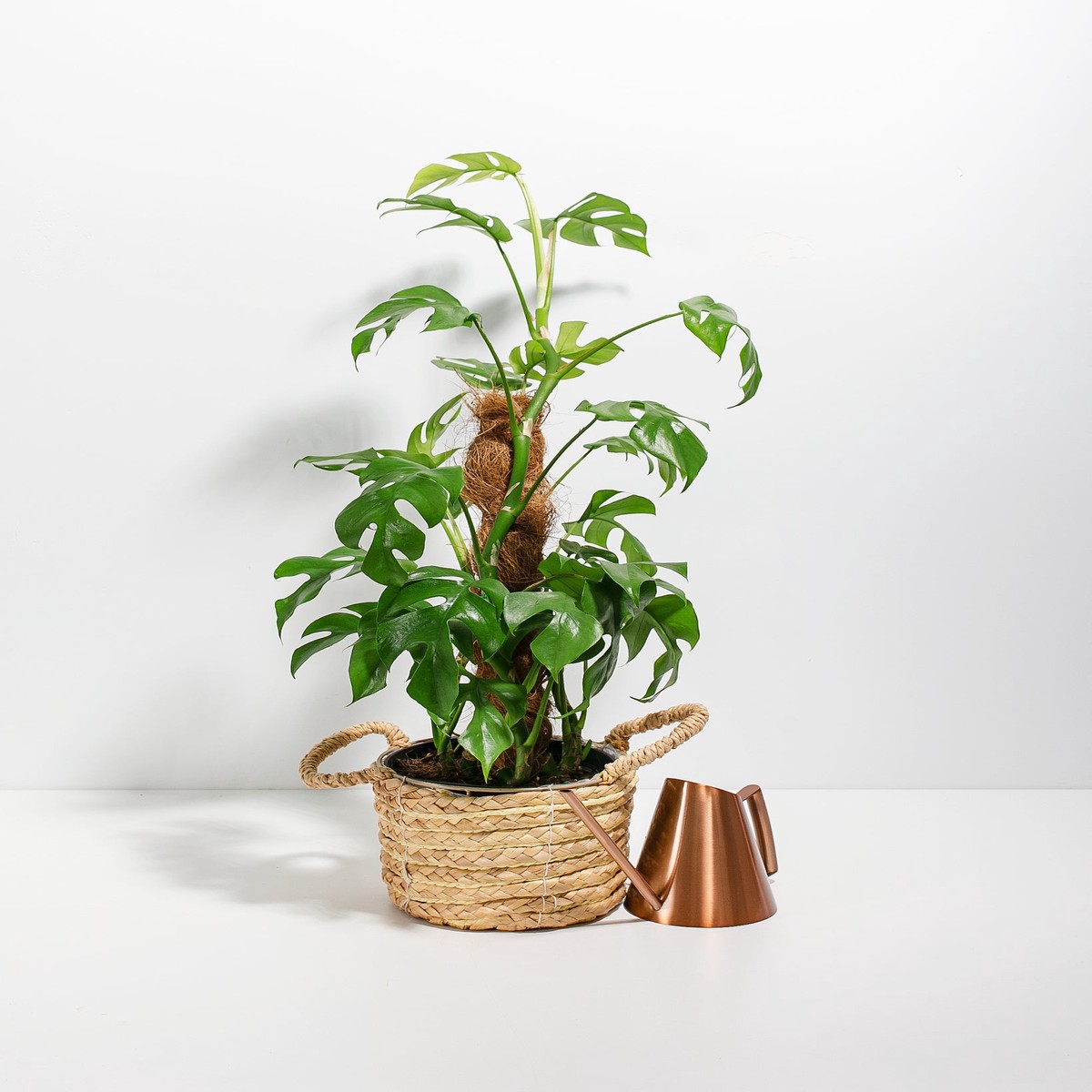 Philodendron Ginny With Totem MediumEcoPotCoconut