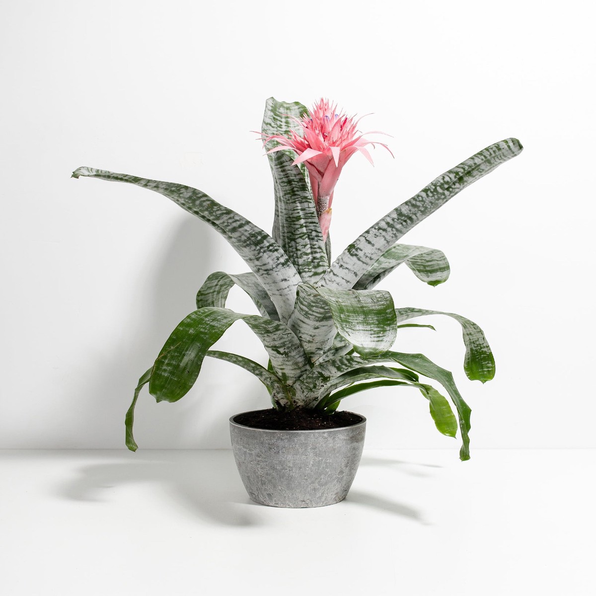 Pink Aechmea Bromeliad (Aechmea Fasciata) MediumGrowerVaries