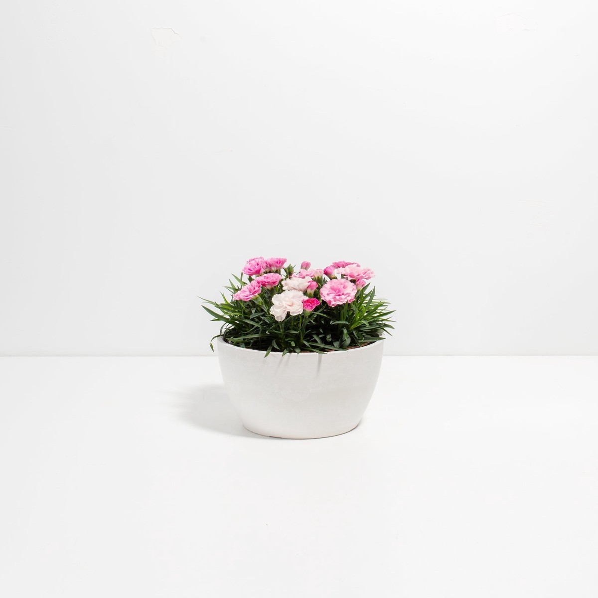 Pink White Carnation MediumEcoPotChai