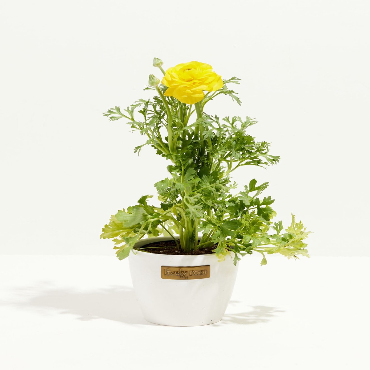 Ranunculus Italian Yellow SmallEcoPotEarlGrey