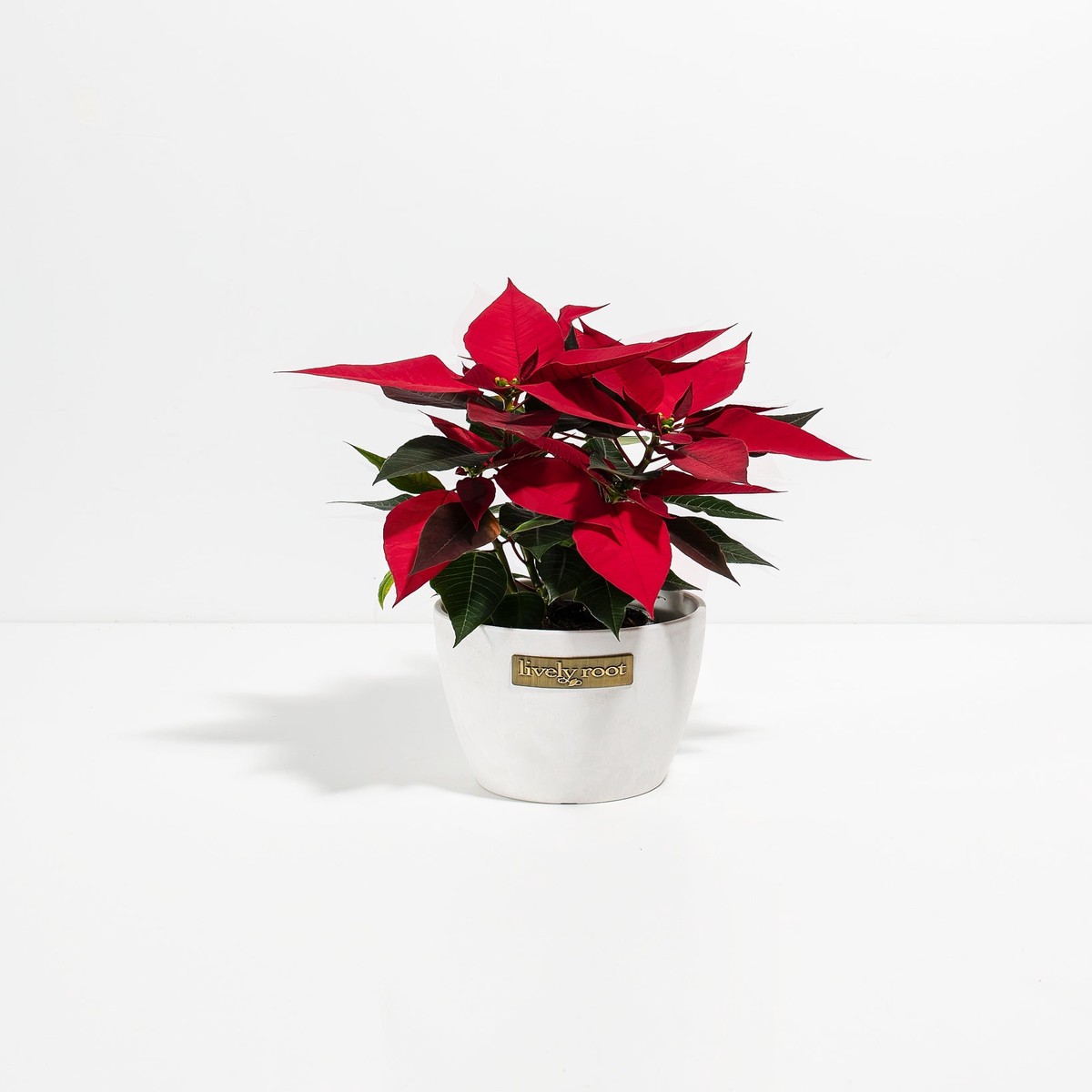 Red Poinsettia (Christmas Flower) MediumEcoPotChai