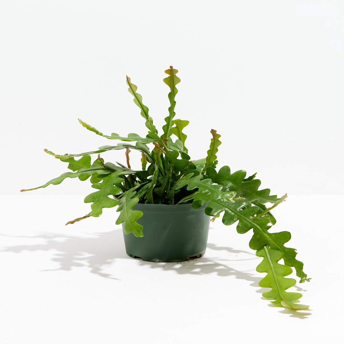 Ric Rac Cactus MediumEcoPotEarlGrey
