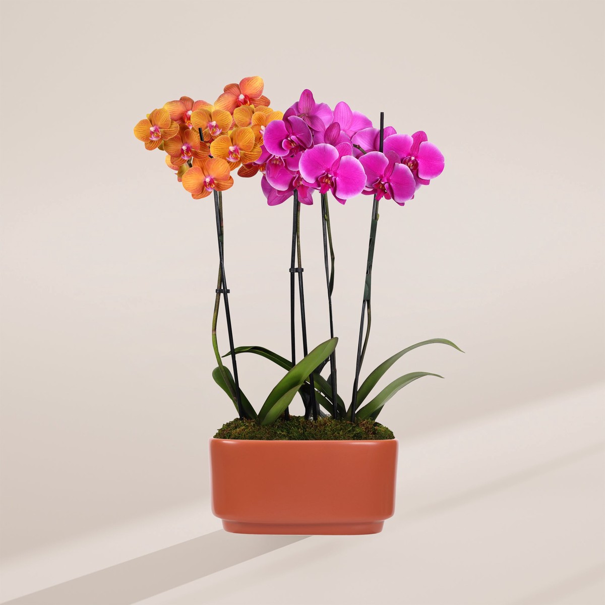 Salmon Purple Orchid Centerpiece