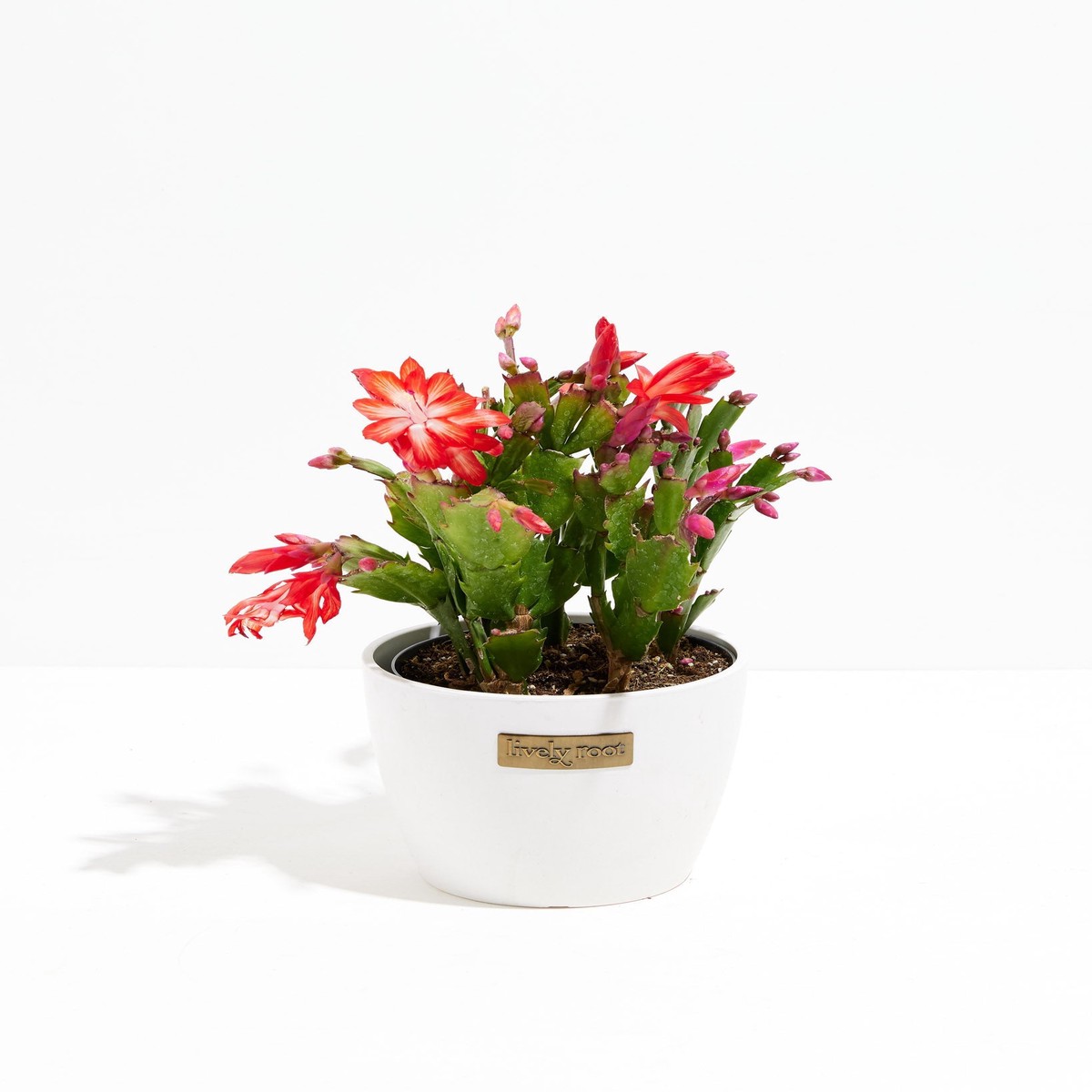 San Diego Stud Zygocactus SmallEcoPotCoconut