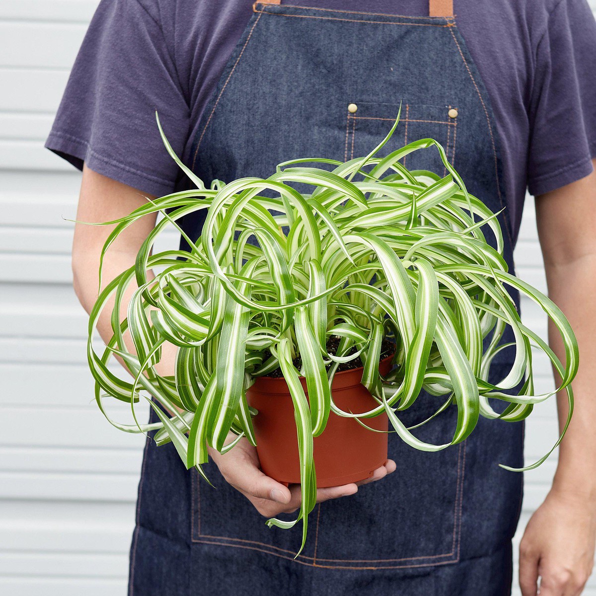 Spider Plant Bonnie 4PotNurseryPot