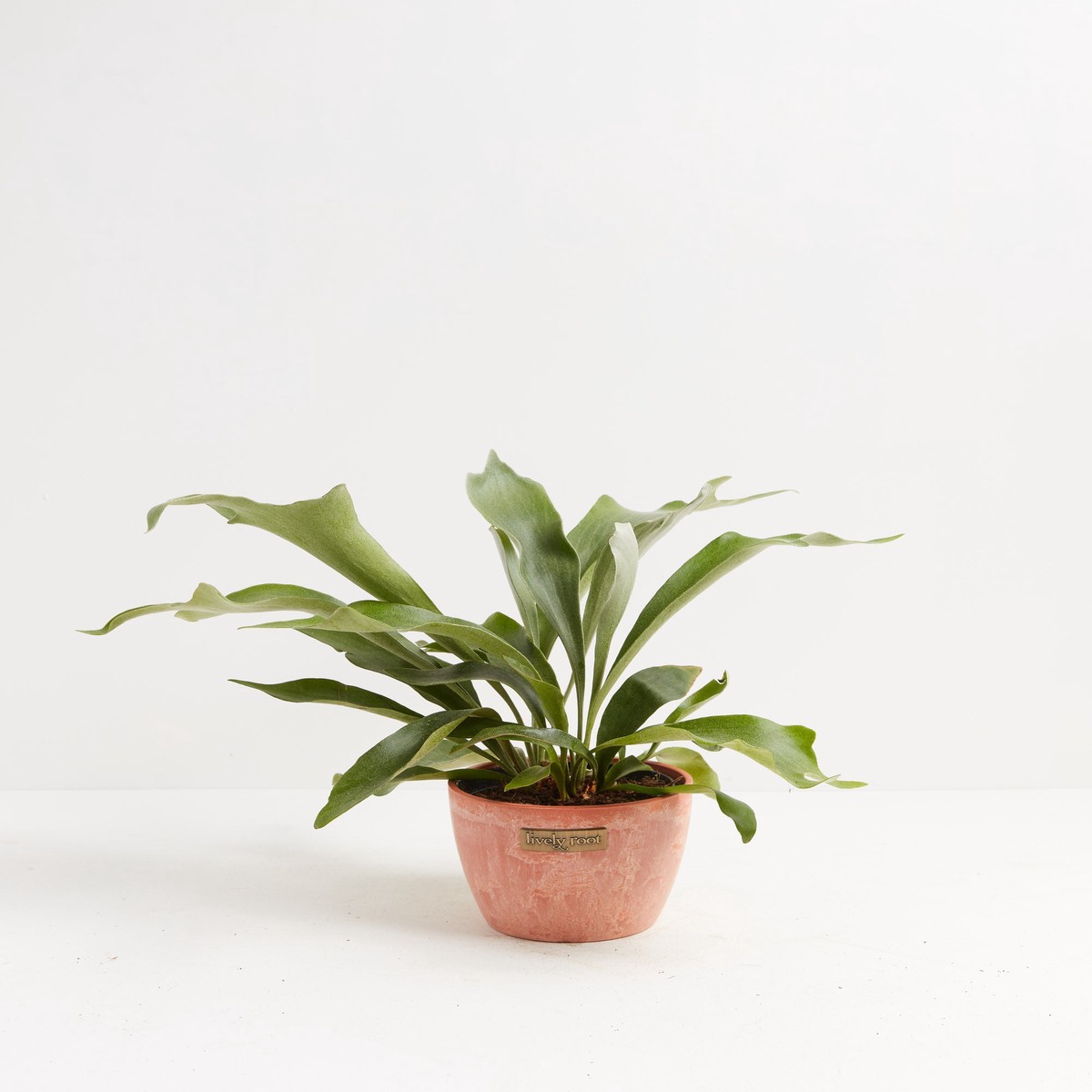 Staghorn Fern MediumEcoPotChai