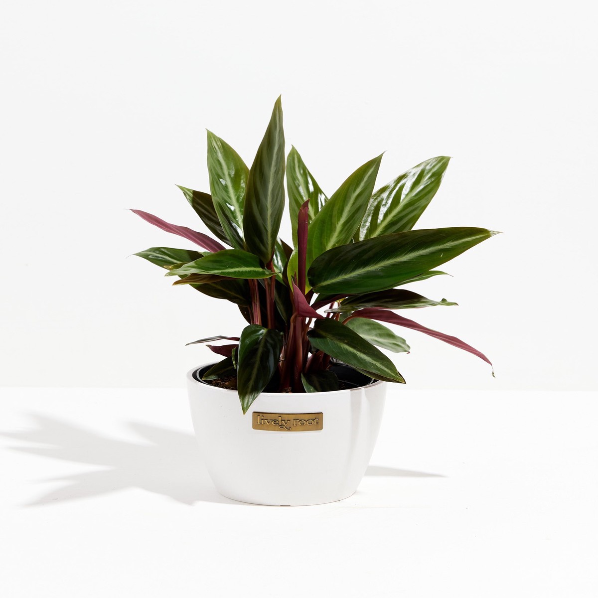 Stromanthe Sanguinea MediumEcoPotMacadamia