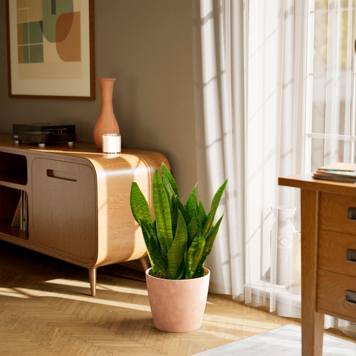 Superba Green Snake Plant ExtraLargeEcoPotMacadamia